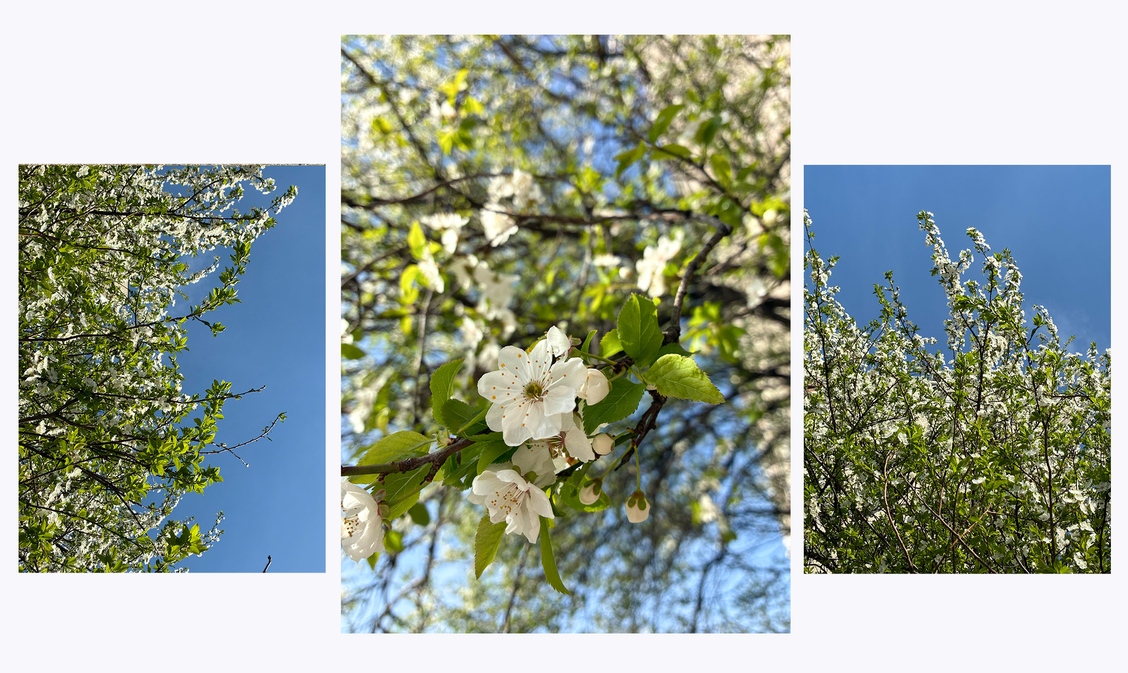 Tavaszi virágok iPhone 17e-vel fotózva